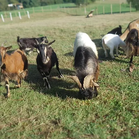 Roulotte Toute Equipee Chalet *
